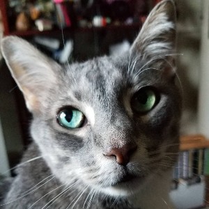 Close-up of a gray-striped cat with large green eyes, resting peacefully.