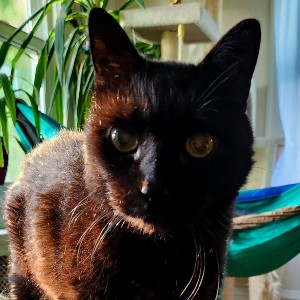 A black cat stares intently into the camera.
